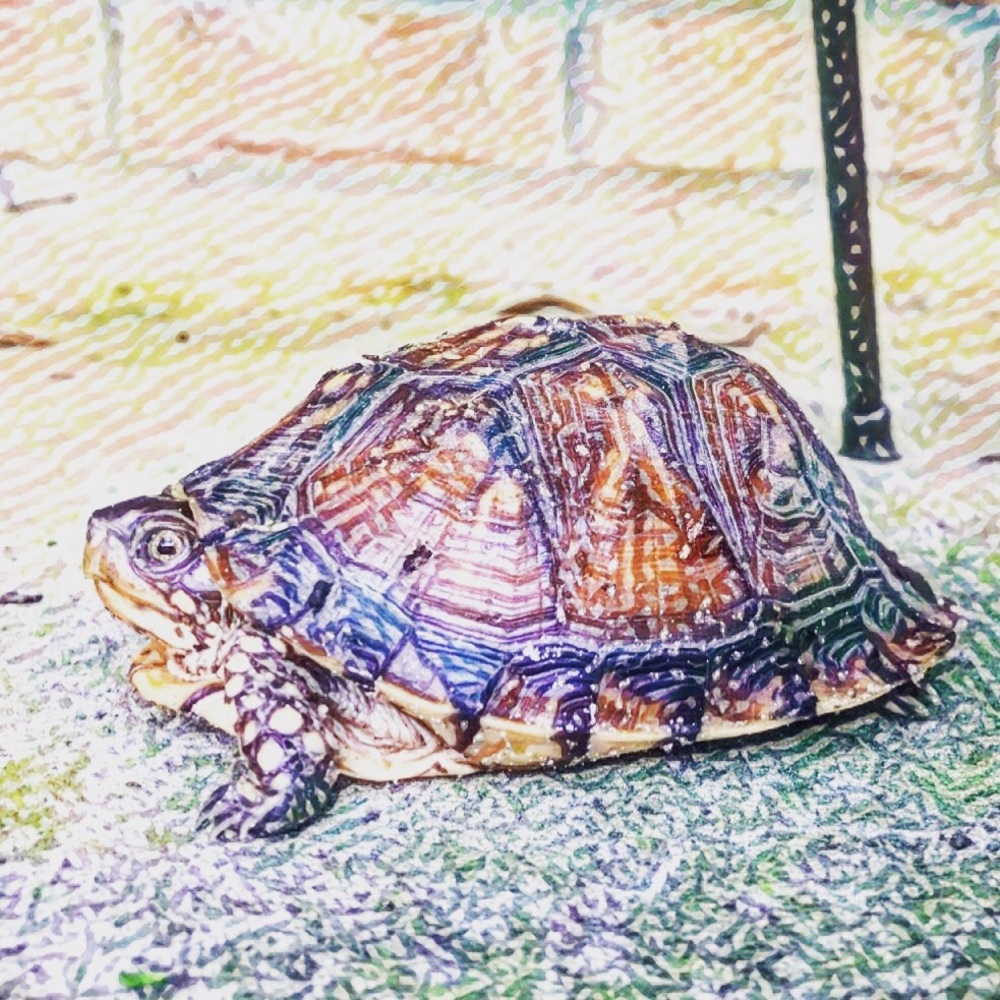 Meet your Posher, Charles